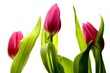 Bouquet Of Tulips