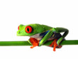Rotaugenlaubfrosch 126 Agalychnis callidryas