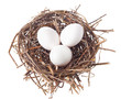 Nest with eggs Nest with eggs