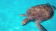 wasserschildkröte
