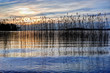 Sunset reed