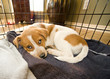 Texas Red Heeler Pup 11 Weeks Old In Crate.