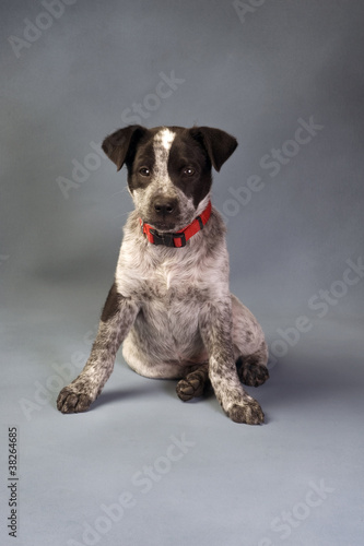 Photo: Texas Blue Heeler Pup 11 weeks Old. Texas Blue Heeler Pup 11 weeks Old.