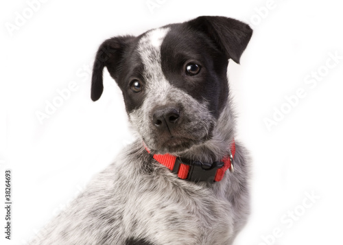 Photo: Texas Blue Heeler Pup 11 weeks old. Texas Blue Heeler Pup 11 weeks old.
