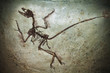 Fossil