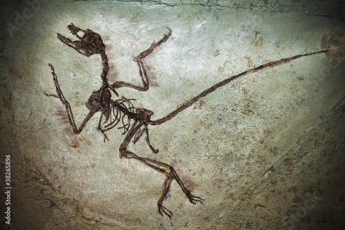 Photo: Fossil Fossil