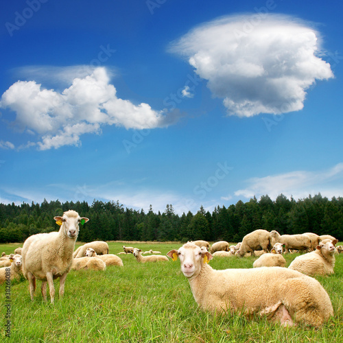 Photo: Herd Sheep on beautiful mountain meadow Herd Sheep on beautiful mountain meadow