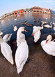Swans by the River Thames, Windsor