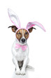 dog as bunny