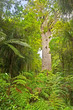 Photo: Tane Mahuta and woman Tane Mahuta and woman