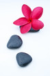 Tropical Plumeria Frangipani with spa stone for spa and wellness