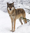 canvas print picture - Wolf