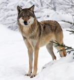 Wolf - Fine Art prints