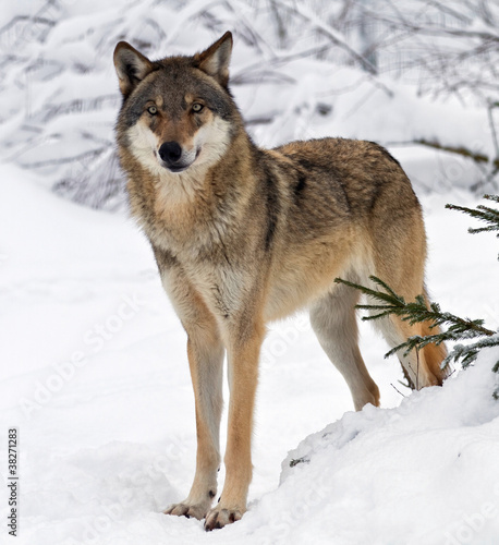 Photo: Wolf Wolf