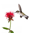 Photo: hummingbird sips nectar hummingbird sips nectar