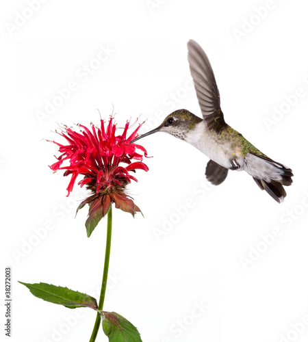 Photo: hummingbird sips nectar hummingbird sips nectar