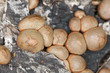 Wolfs milk, lycogala epidendrum, macro photo