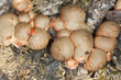 Wolfs milk, lycogala epidendrum, macro photo
