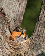 Hunger pains of a frail baby robin.