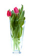 purple tulips