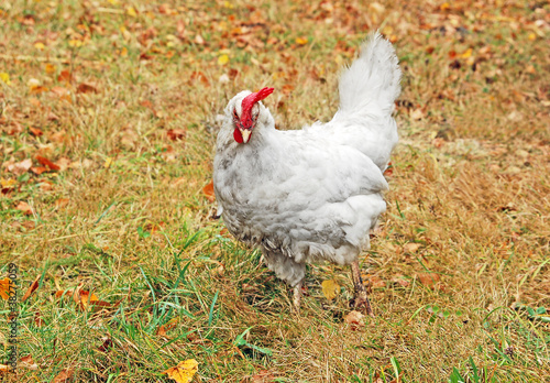 Photo: White hen in yellow autumn grass of courtyard White hen in yellow autumn grass of courtyard