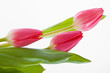 purple tulips
