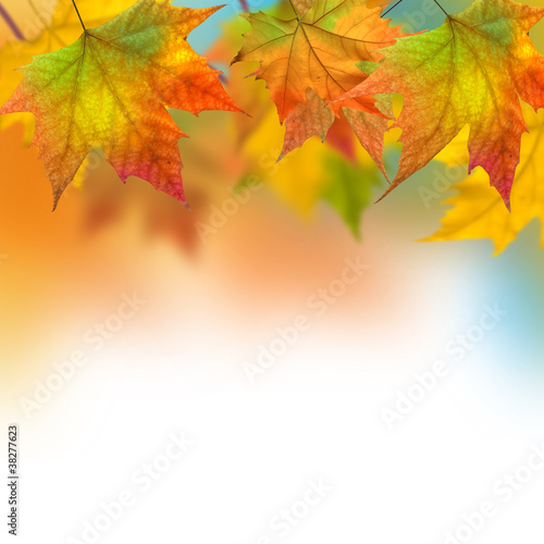 Photo: Autumn leaves Autumn leaves