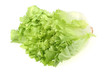 frischer Endiviensalat
