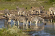 Foto: Zebraherde Zebraherde