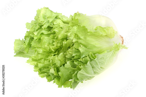 Photo: frischer Endiviensalat frischer Endiviensalat