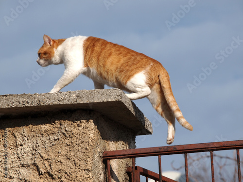 Photo: cat on the fence cat on the fence