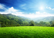 field of spring grass and mountain