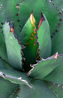 Agave plant close up