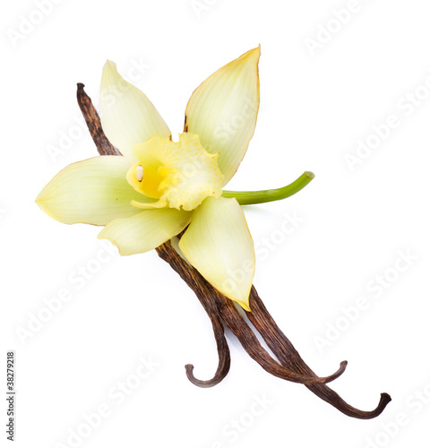 Photo: Vanilla Vanilla