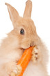 Foto: Cute rabbit Cute rabbit