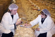 Vet and Farmer on Chicken Farm