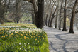 Frühling auf Mainau