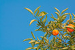 Mandarin twig