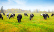 Herd