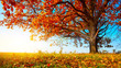 Oak