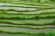 Rice Rice