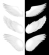 Wings. Vector illustration