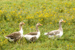 Gooses Gooses