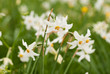 National park of wild narcissies National park of wild narcissies