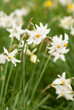 National park of wild narcissies National park of wild narcissies