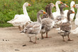 Gooses Gooses