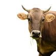 cow isolated