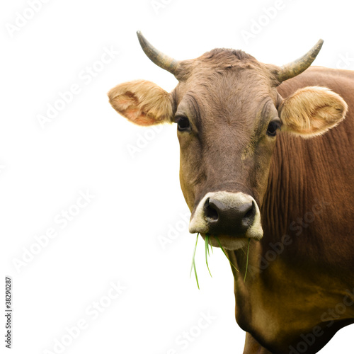Photo: cow isolated cow isolated