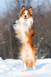Border collie young dog play in winter