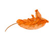 Dry leaves.